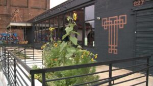 Trellis brewing patio